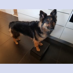 160 x 320 mm motorik podie